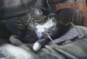 Bridget the midget takes a deep hard pussy pounding in her pantyhose Shemale sex free se asian ladyboys